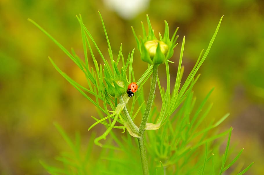 ladybug, flower, nature, grass, animal themes, insect, invertebrate HD wallpaper