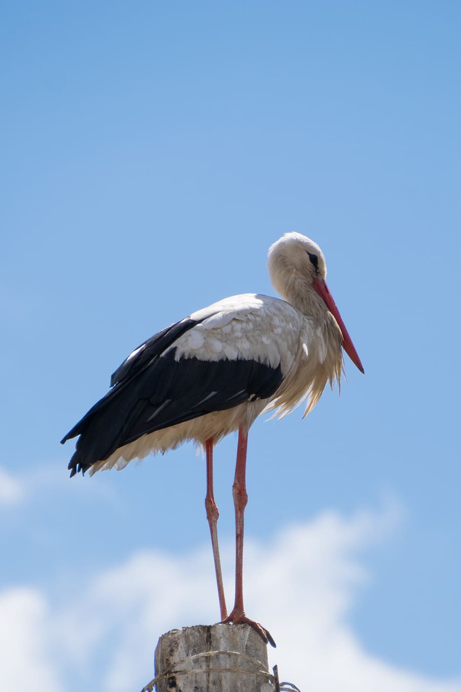 stork, bird, white stork, animal wildlife, animal themes, vertebrate HD wallpaper