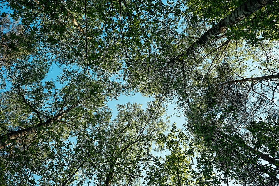 worm's-eye view of green trees, low angle photography of green leaf trees HD wallpaper