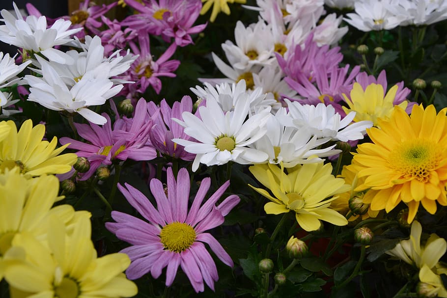 mums, flowers, colors, yellow white purple, flowers flowers, HD wallpaper