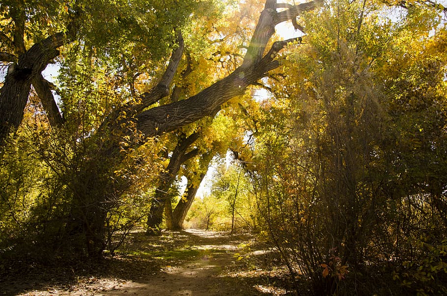 pathway in forest during daytime, view of forest during daytime HD wallpaper