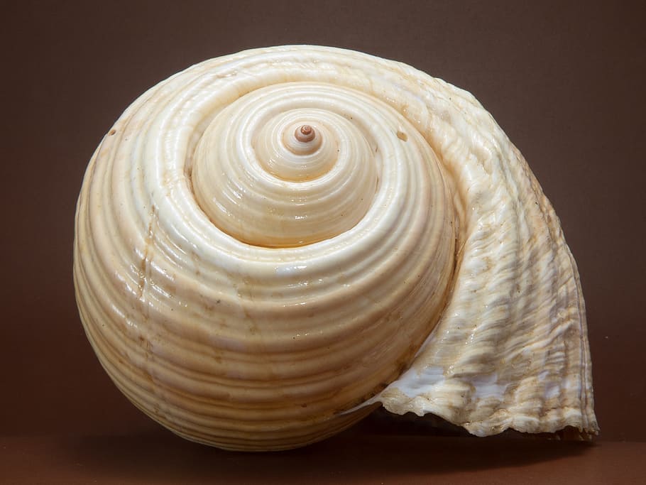 Shell, Snail, Close, spiral, no people, one animal, close-up HD wallpaper
