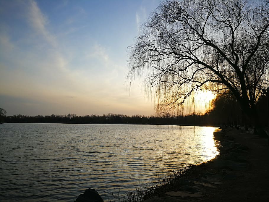 lake, sunset, willow, water, tree, sky, beauty in nature, scenics - nature HD wallpaper