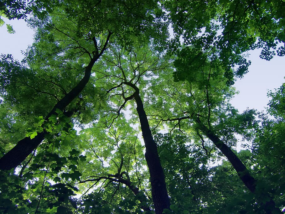 trees, sky, high, top, up, airy, plant, low angle view, growth HD wallpaper