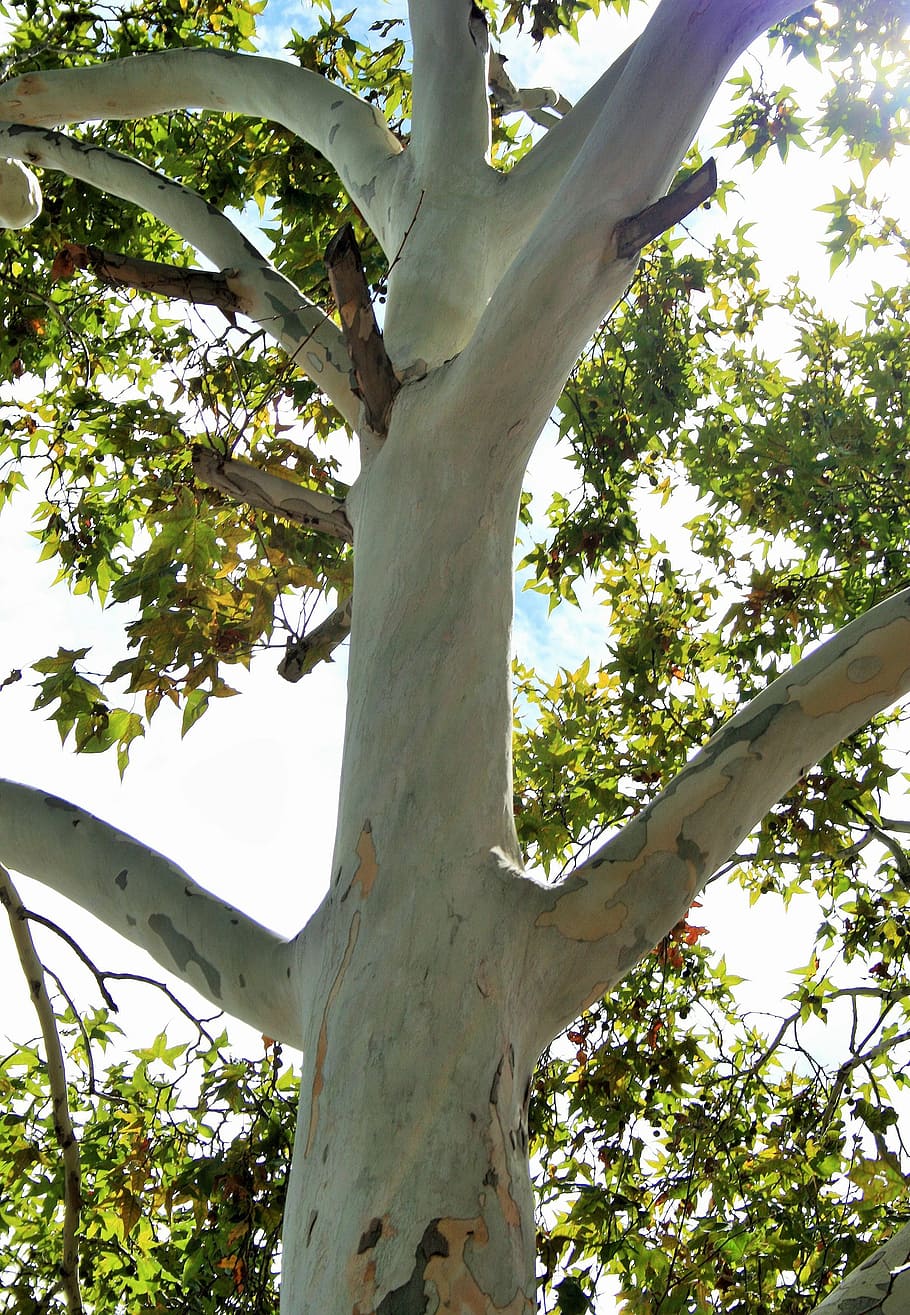 plane tree, tall, trunk, foliage, nature, branch, outdoors HD wallpaper