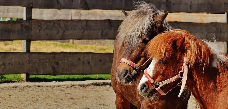 horses, pair, smooch, play, pony, funny, animal, seahorses HD wallpaper