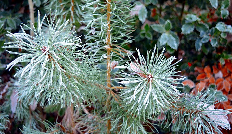 conifer, pine, nature, pine branch, frost, frosty, hoarfrost HD wallpaper