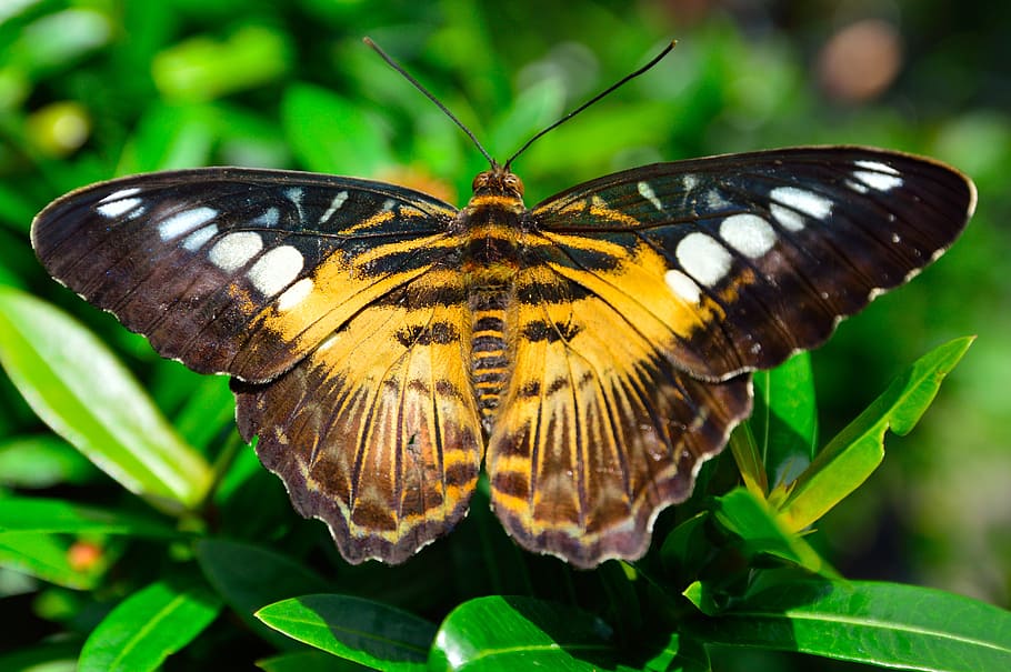 orange and brown moth on leaves, butterfly, wings, spots, pattern, HD wallpaper