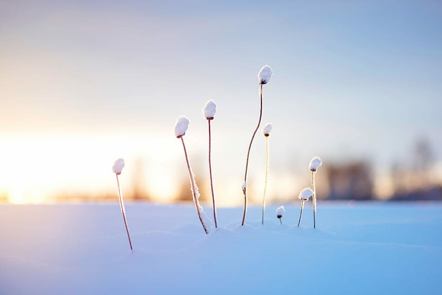 brown stem sprouting on white snow, white cotton flowers, grass HD wallpaper