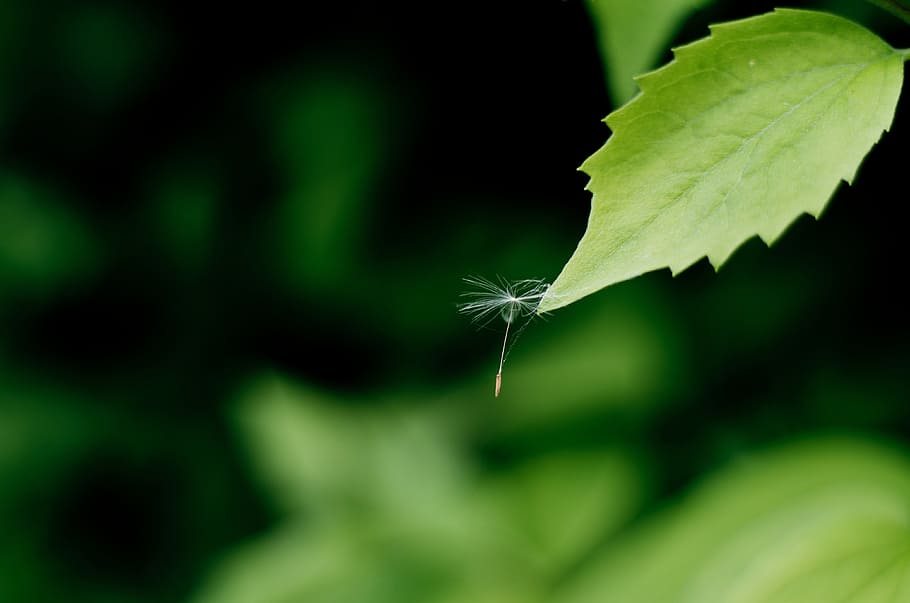 Fluff, Sheet, Dandelion, Background, green, tiny, white, plants HD wallpaper