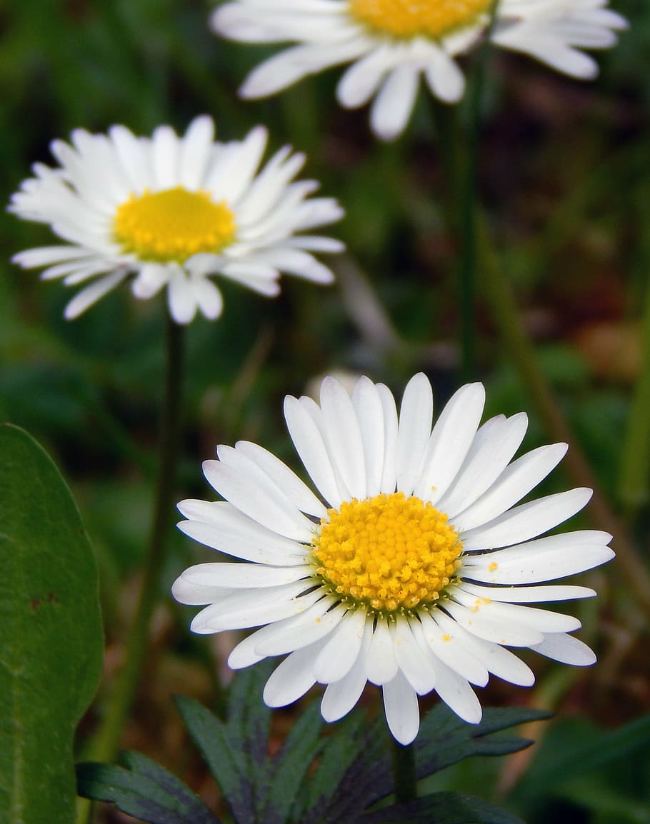 flowers, daisies, spring, flowering plant, freshness, vulnerability HD wallpaper