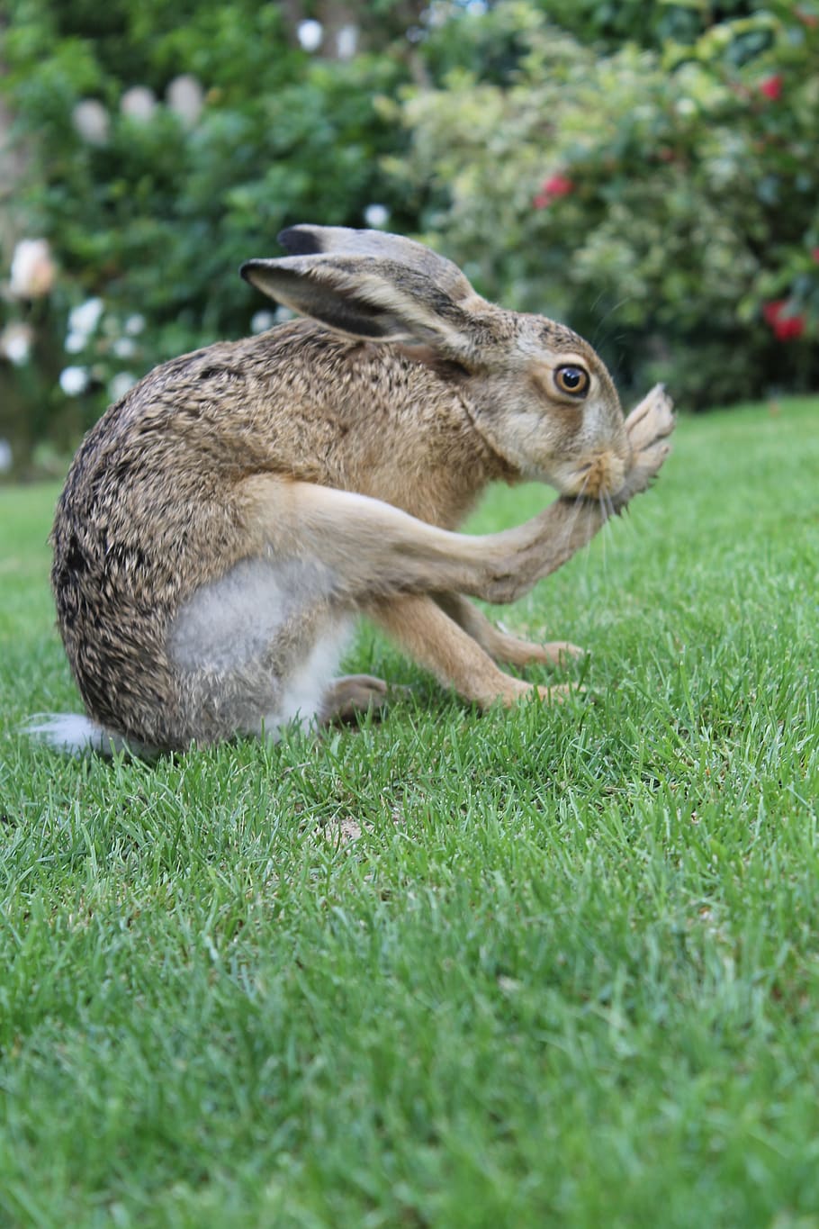 european brown hare, young hare, france, hare feet, cleaning