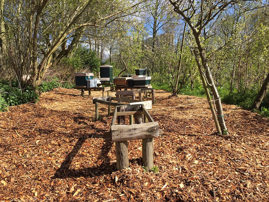 bees, apiary, bees tables, hive, beekeeper, beekeeping, tree HD wallpaper