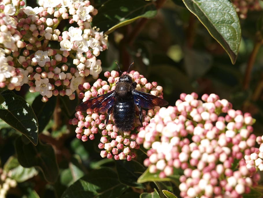 insect, flower, plant, invertebrate, animal themes, animal wildlife HD wallpaper