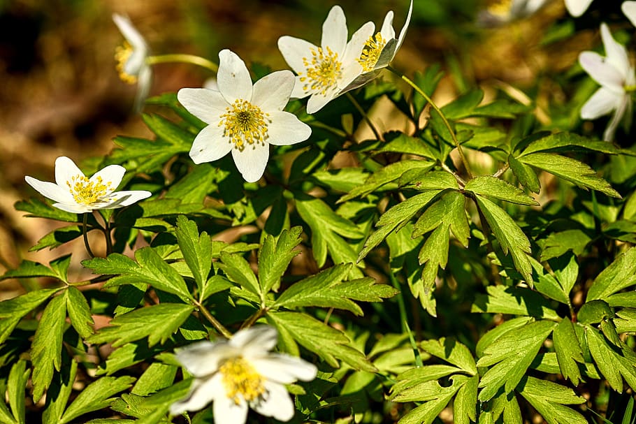 nature, flora, flower, leaf, spring, flowering plant, beauty in nature HD wallpaper