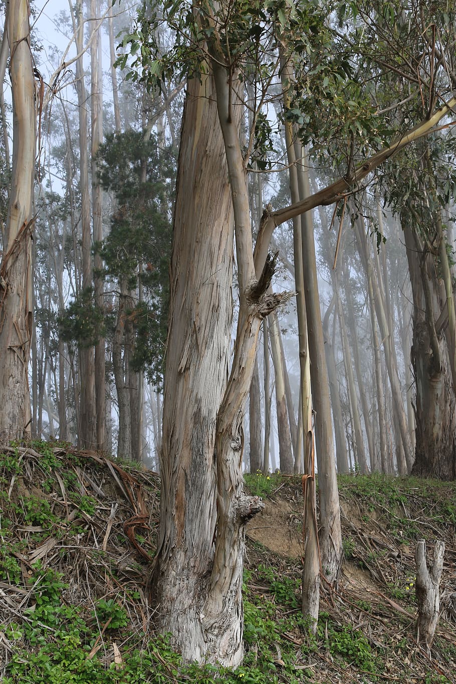 tree, nature, wood, leaf, flora, plant, land, trunk, tree trunk HD wallpaper