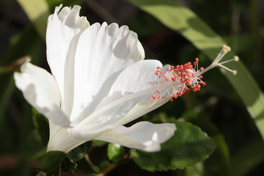 Hibiscus, White, Flower, petal, white color, fragility, growth HD wallpaper