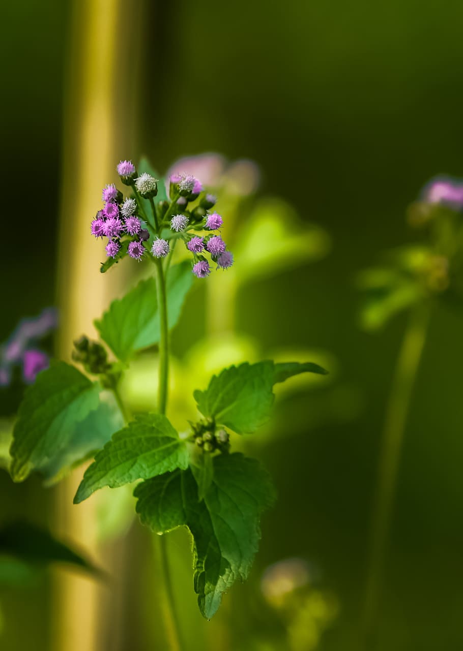 Flower, Nature, Spring, Plant, green, garden, summer, blooming HD wallpaper