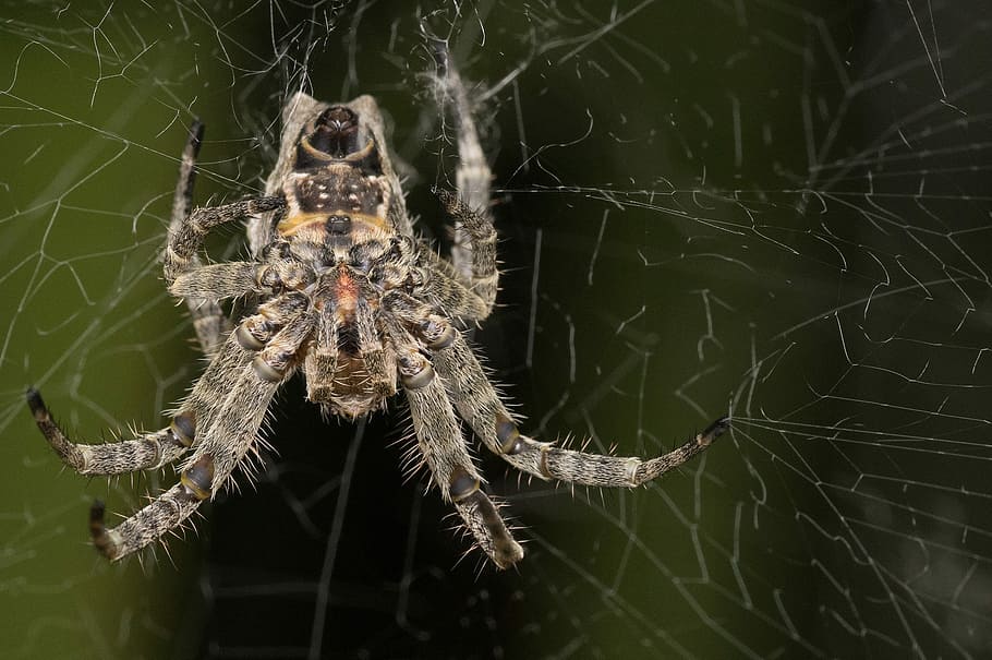 Madagascar, Macro, Spider, Upside Down, under, silk, organs, HD wallpaper