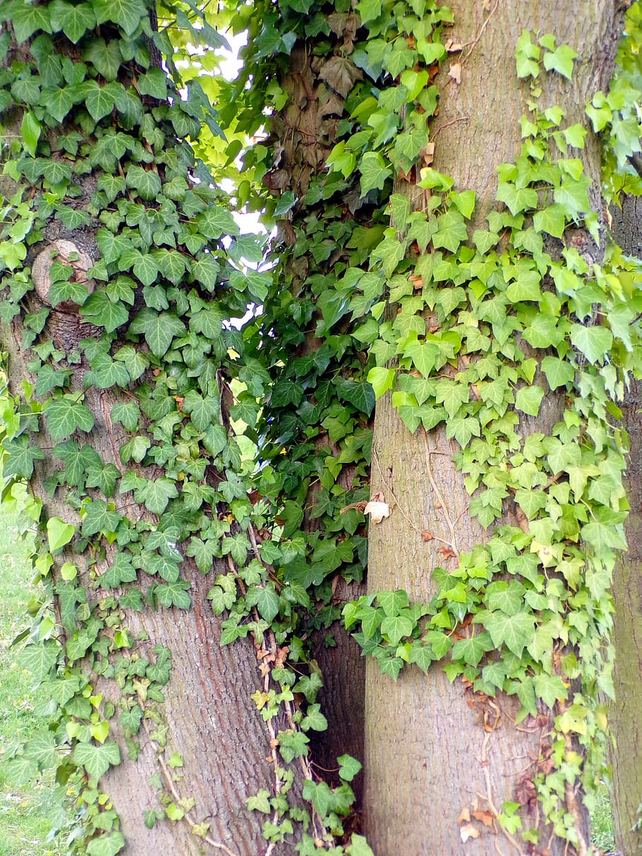 tree, spring, nature, plant, ivy, growth, green color, plant part HD wallpaper