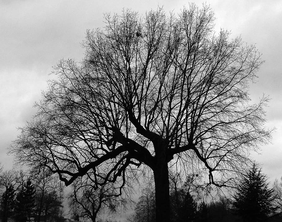 graphics, tree, nu, winter, desolation, branches, bare tree HD wallpaper