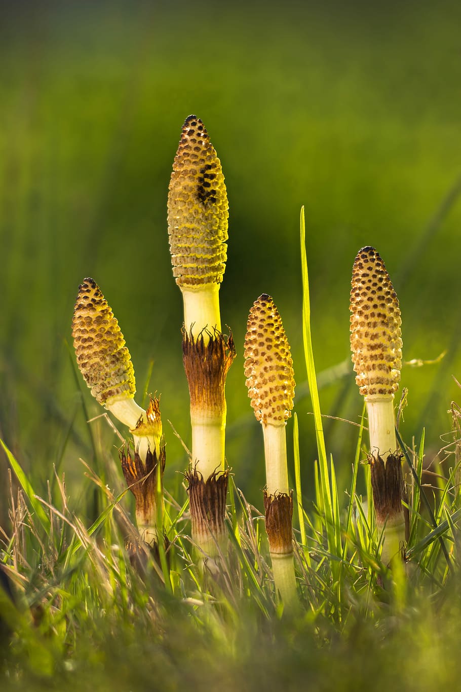 yellow leafed plant, horsetail, cattail, equisetum arvense, cat wedel, HD wallpaper