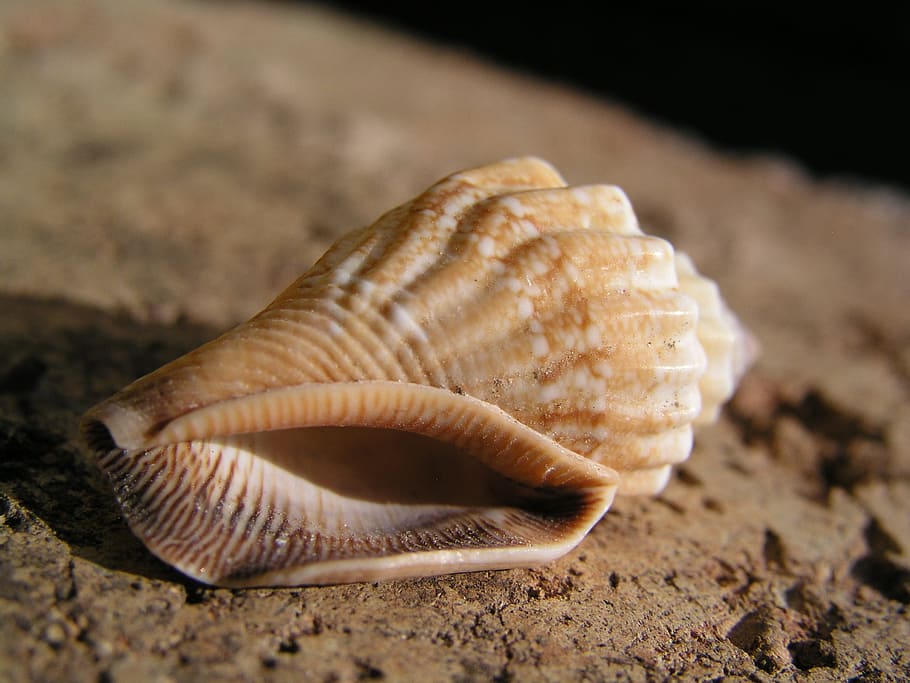 shell, beach, snail, animal wildlife, animal themes, close-up HD wallpaper