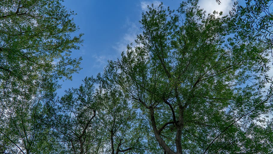 tree, sky, nature, clouds, plant, low angle view, growth, beauty in nature HD wallpaper