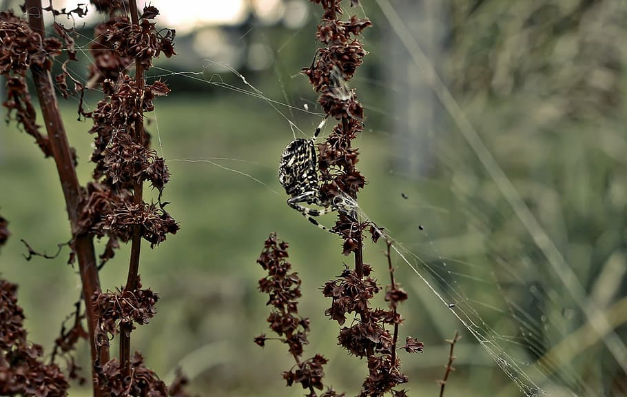 spider, macro, web, outdoor, plant, focus on foreground, close-up HD wallpaper