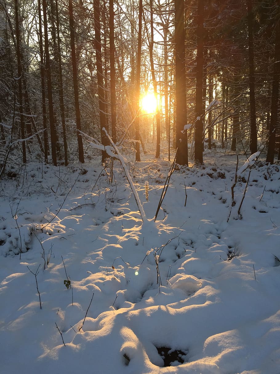 winter, forest, sun, wintry, trees, snow landscape, winter magic HD wallpaper