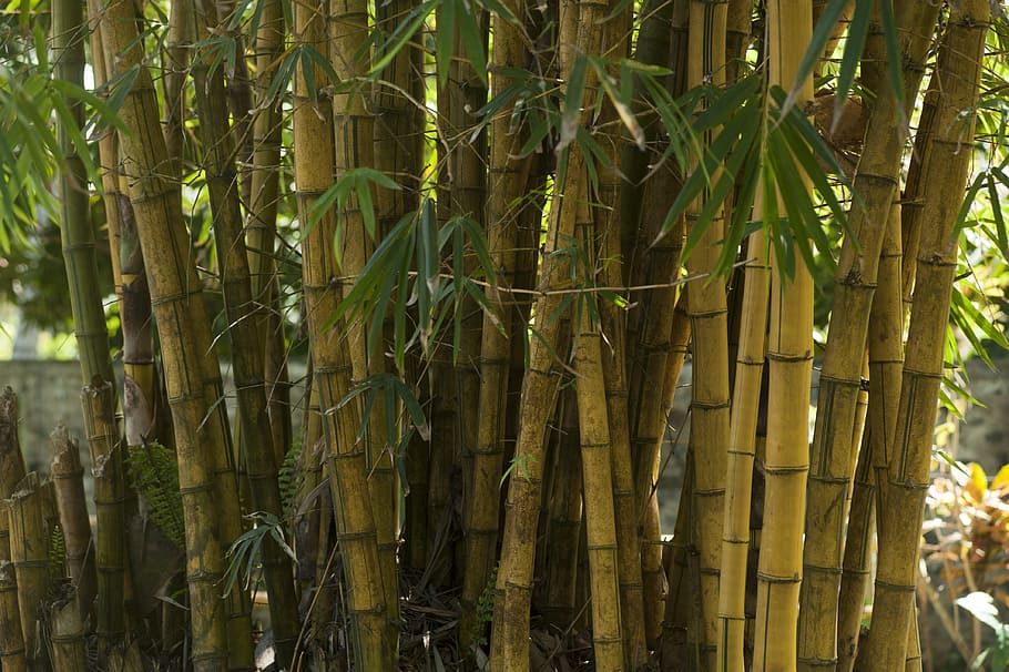 nature, blur, leaves, focus, bamboo trees, close-up, plant, bamboo - plant HD wallpaper
