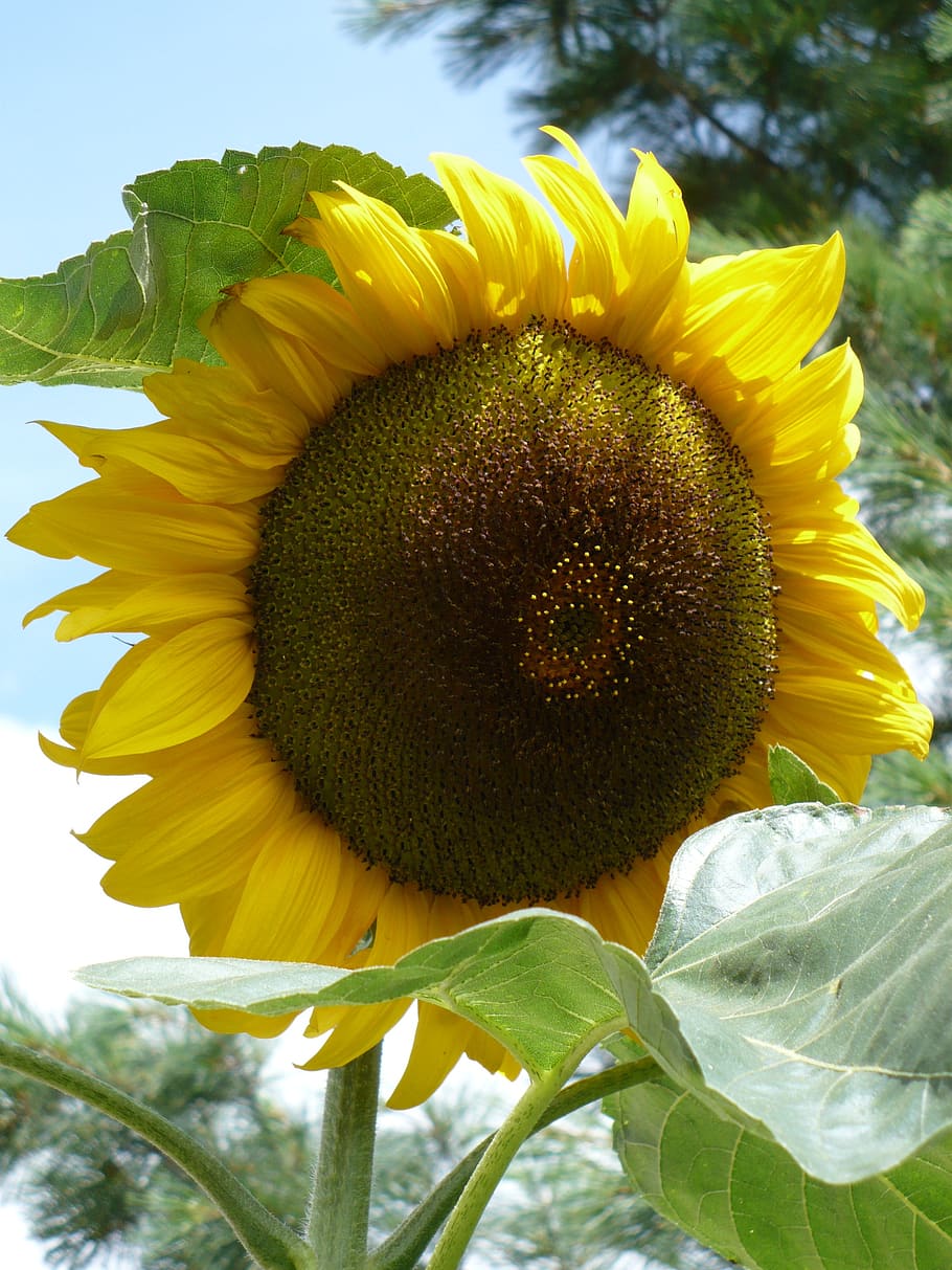 HD wallpaper: sunflower, blossom, bloom, bright, flowering plant,  vulnerability | Wallpaper Flare