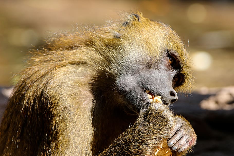 animals, monkey, primate, baboon, sphinx baboon, hunger, eat HD wallpaper