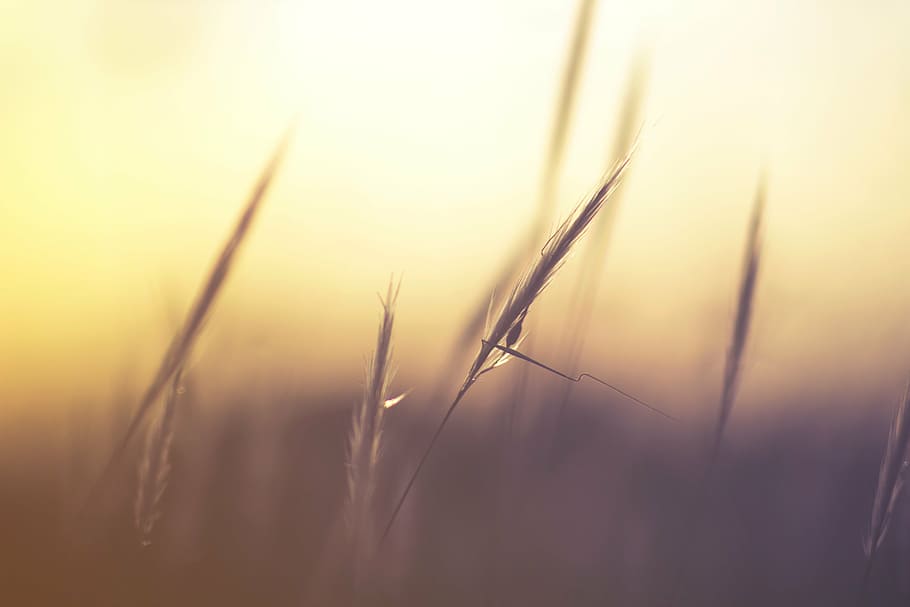 shallow focus photo of brown grass, macro, nature, wheat, plant HD wallpaper