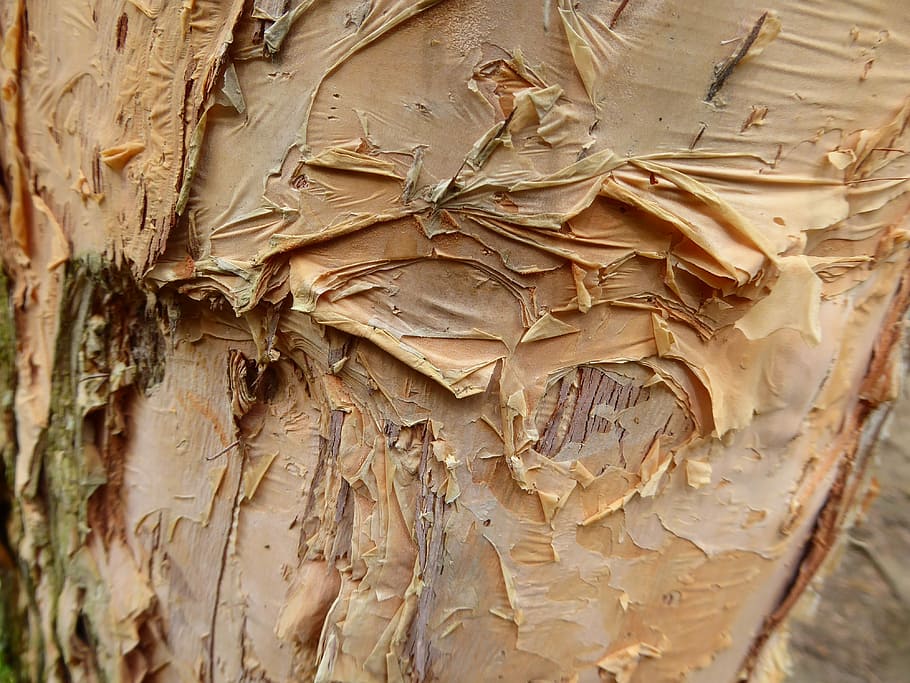 Bark, Tree, Yellow, textured, close-up, no people, full frame HD wallpaper