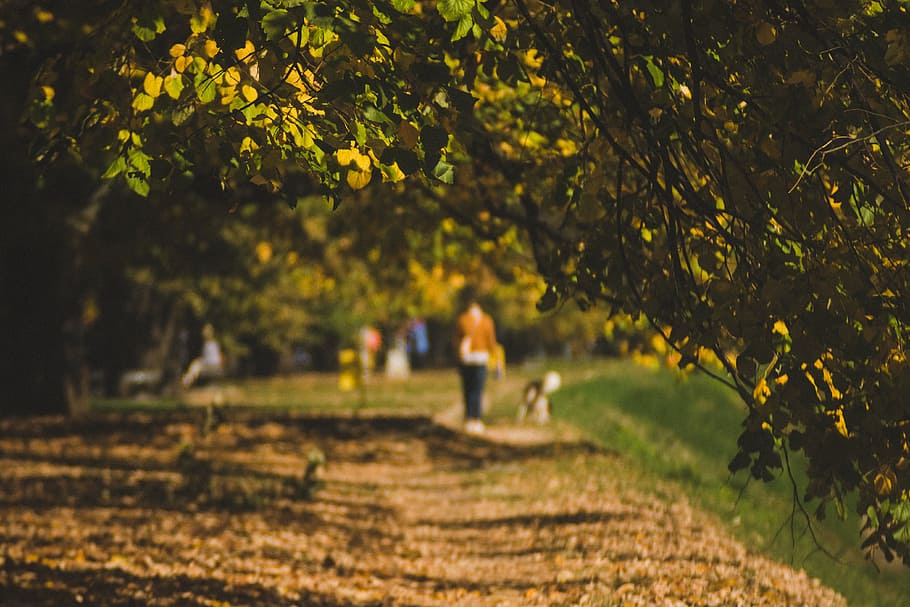 autumn, walk, path, fall, nature, park, woman, season, girl HD wallpaper