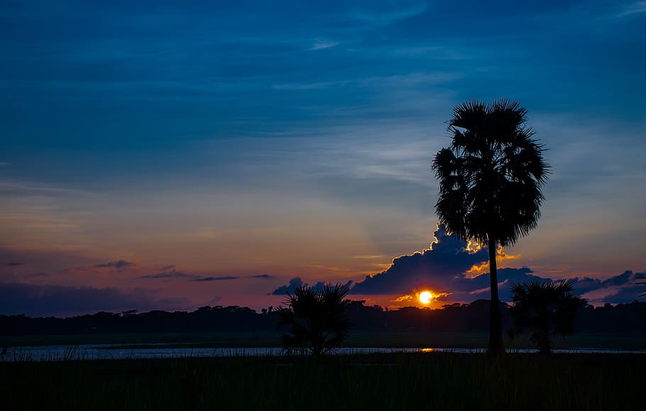 landscape, sunset, evening, tree, blue, sky, new, coming, nature HD wallpaper