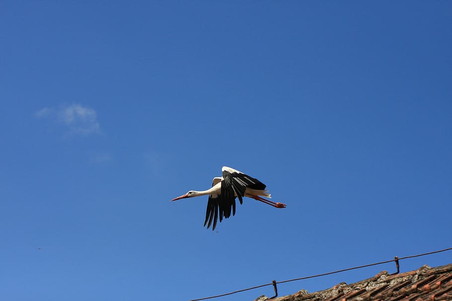 bird, sky, nature, wing, animal world, flight, bill, stork HD wallpaper