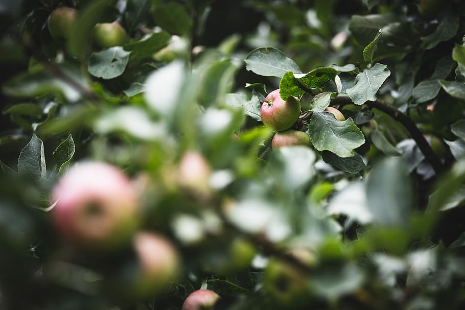 selective focus photography of round red and green fruits, selective focus of green leafed plant HD wallpaper