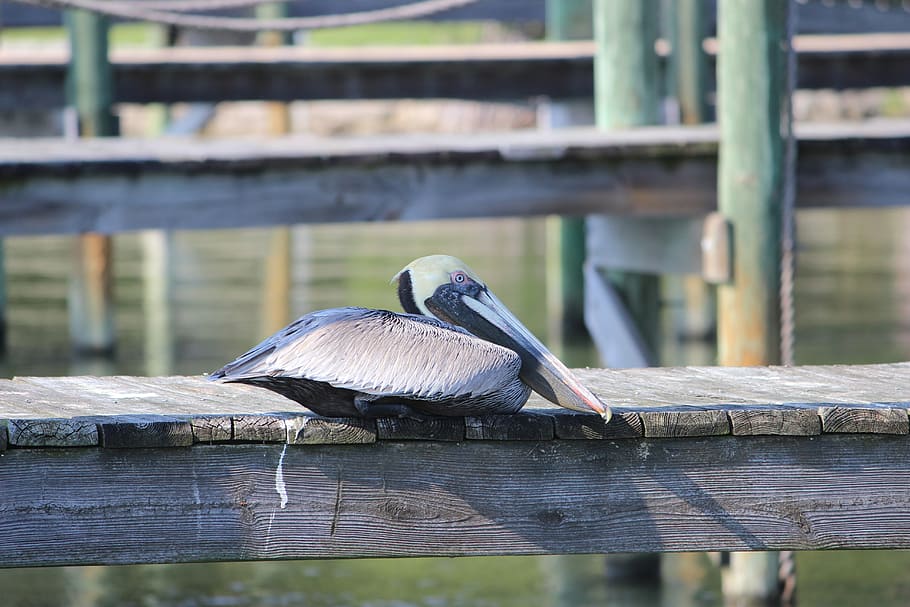 pelican, florida, bird, animal wildlife, animal themes, animals in the wild HD wallpaper