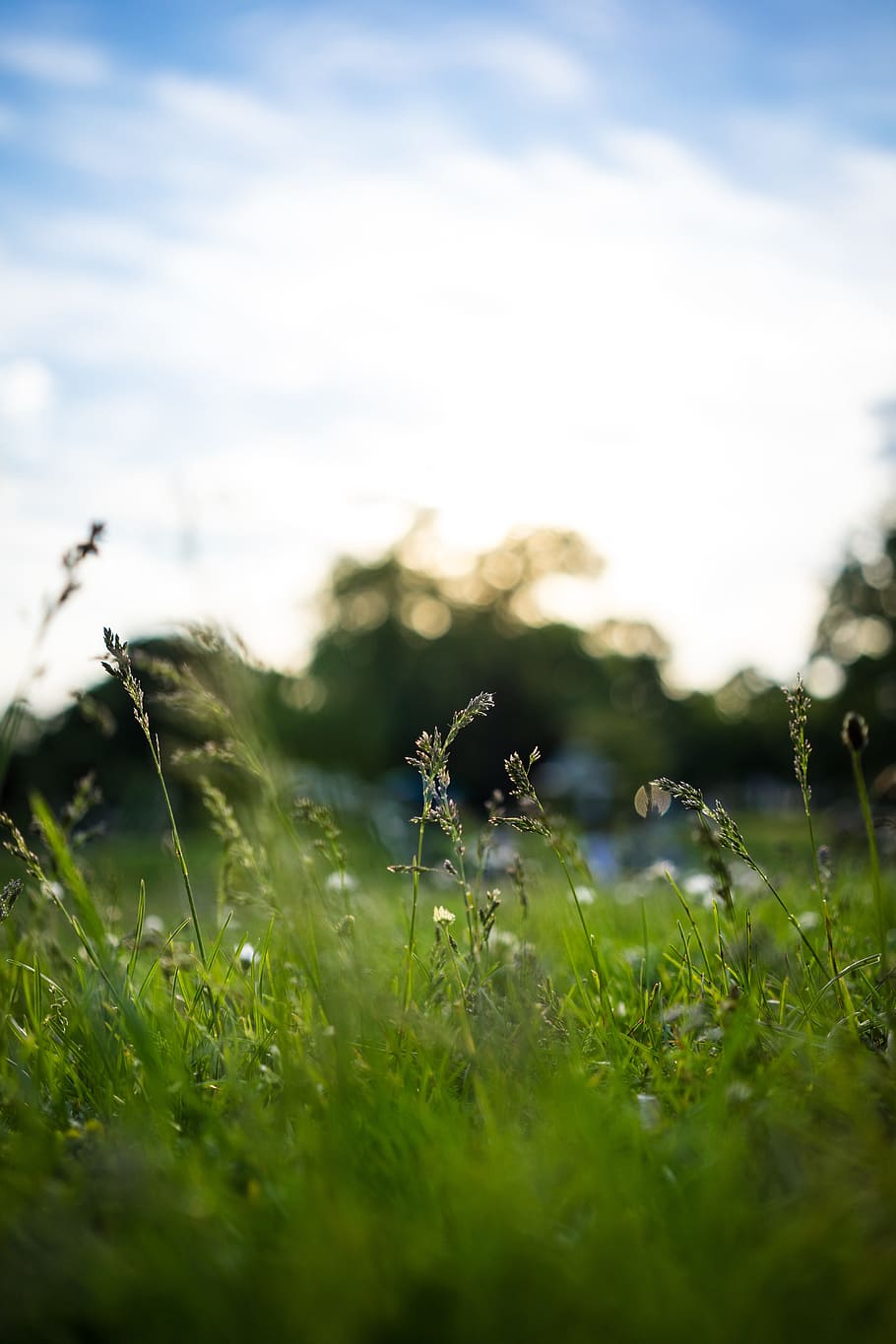 selectorized focus photography of green leaf plant, grass, meadow HD wallpaper