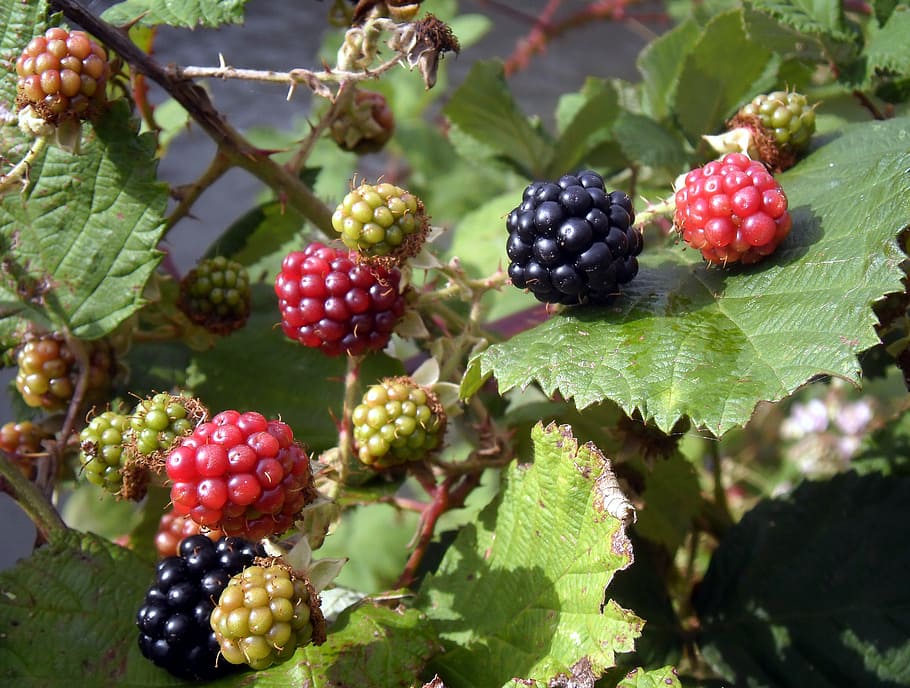 Bramble fruit 1080P, 2K, 4K, 5K HD wallpapers free download | Wallpaper