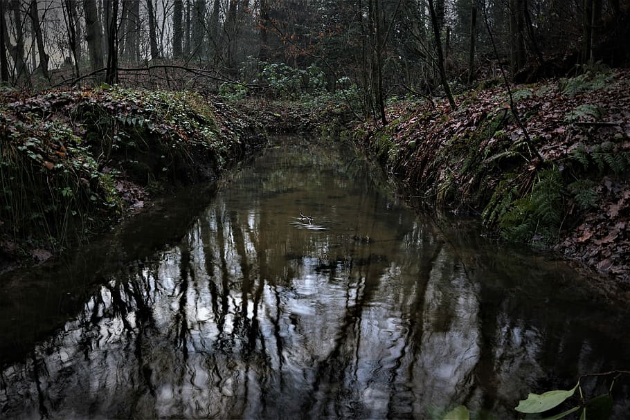 The reflection in the water, stream in between forest trees, river HD wallpaper