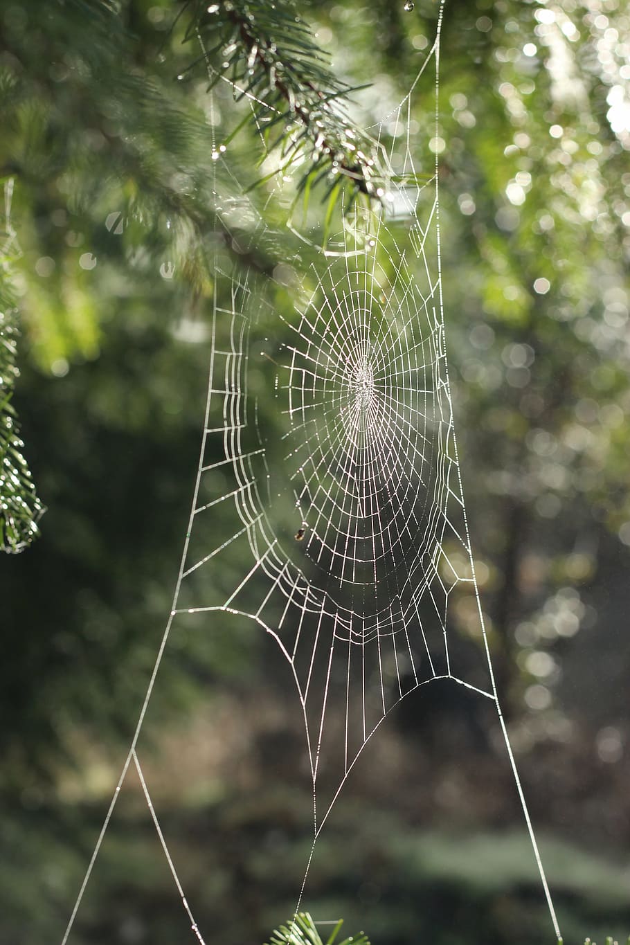 spider, spider's web, spider Web, nature, dew, drop, forest HD wallpaper
