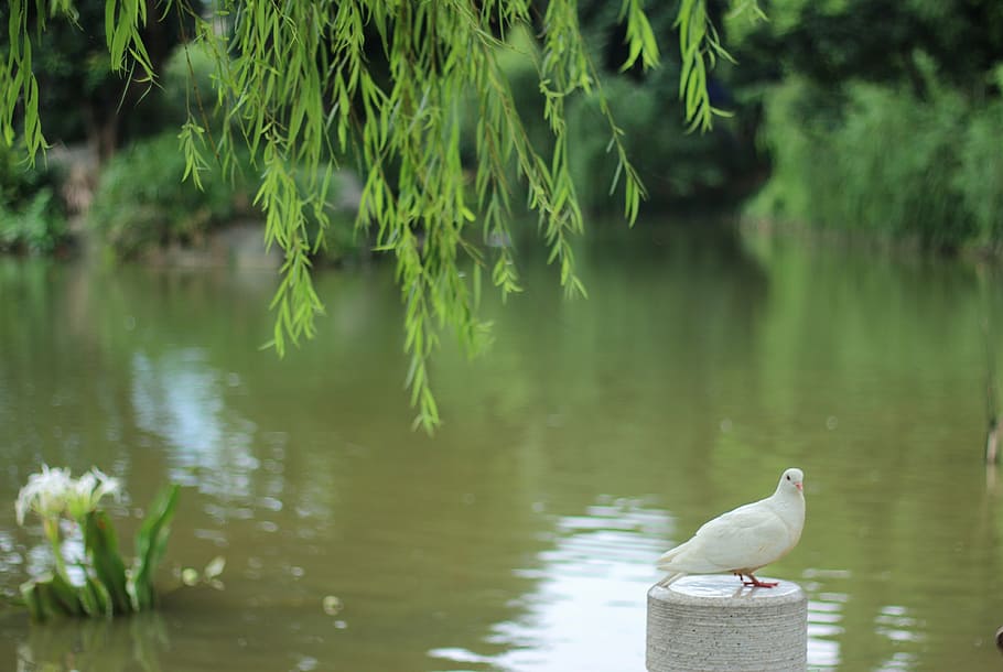 pigeon, lake, willow, animal wildlife, bird, animals in the wild HD wallpaper