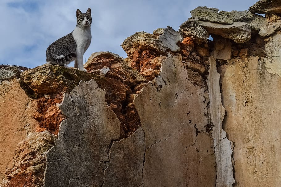 cat, feral, wall, damaged, decay, animal themes, rock, mammal, HD wallpaper