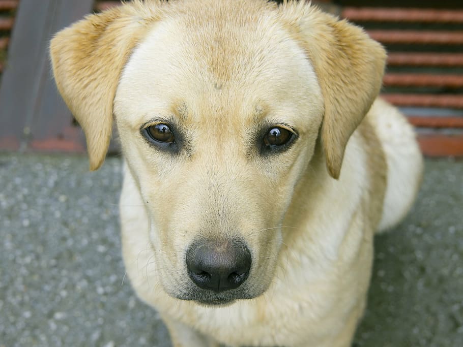 labrador, dog, pets, one animal, canine, domestic, domestic animals HD wallpaper