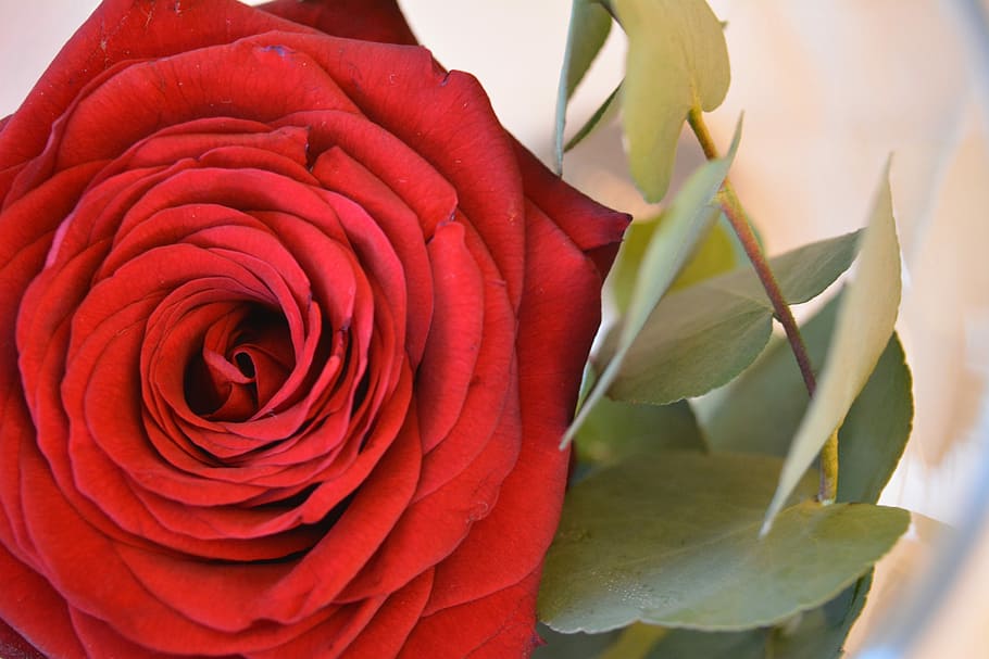 Flower, rose, red, rose - flower, nature, petal, fragility HD wallpaper