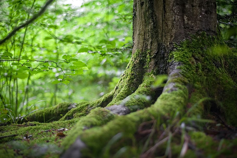 tree root with moss, forest, green, plant, nature, blur, growth HD wallpaper