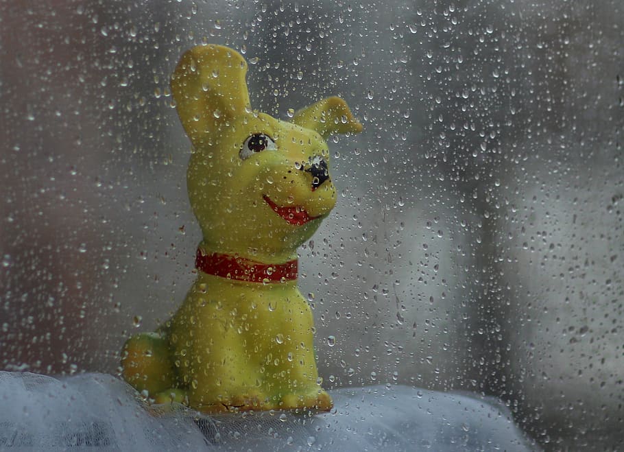 dog, toy, rain, window, about, calling, drops, representation HD wallpaper
